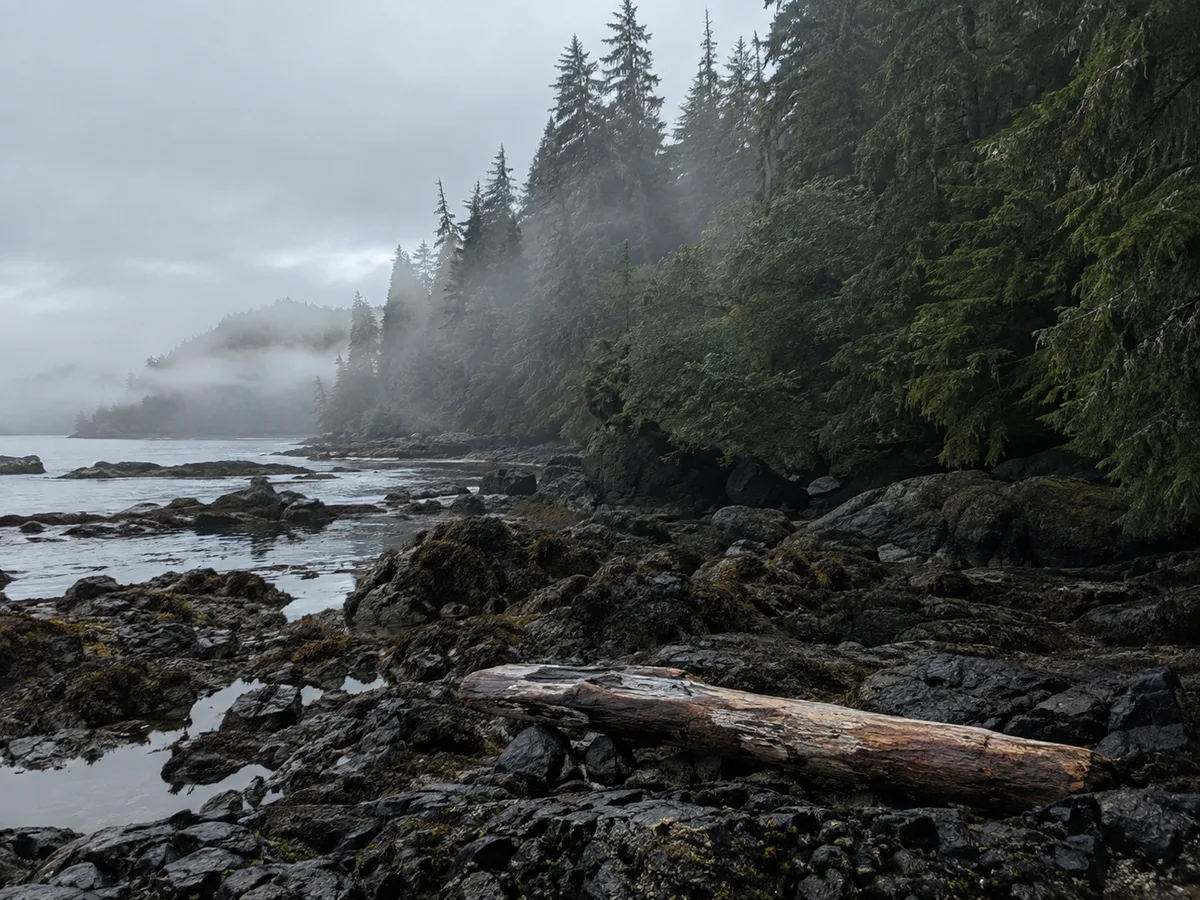 Misty Haida Gwaii shoreline, cedar forest