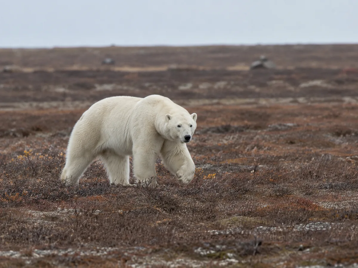 Polar bear on tundra near Churchill