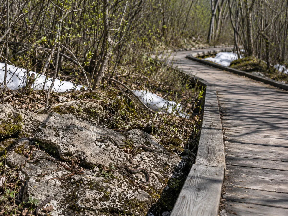 Narcisse snake dens boardwalk in spring